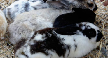 Jak zastavit králíky v kousání